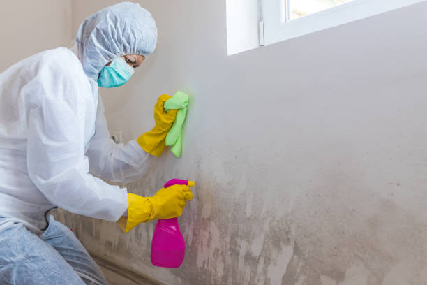 Best Commercial Mold Inspection in USA